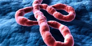 Ebola-panorama-86d191b19e4da1b09e84c68f3961b110-ifmulep01ros